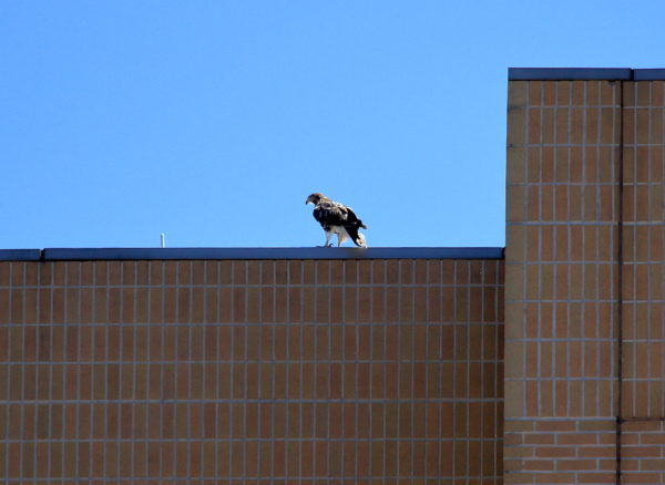 Red-tailed Hawk fledgling standing on NYU building top, Washington Square Park (NYC)