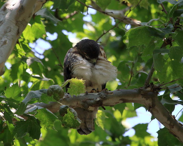 NYC Red-tailed Hawk fledgling preening in Washington Square Park tree