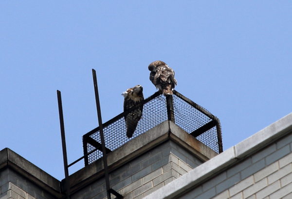 NYC Red-tailed Hawk fledgling siblings sitting together on a Two Fifth Avenue heat vent outside Washington Square Park, one preening