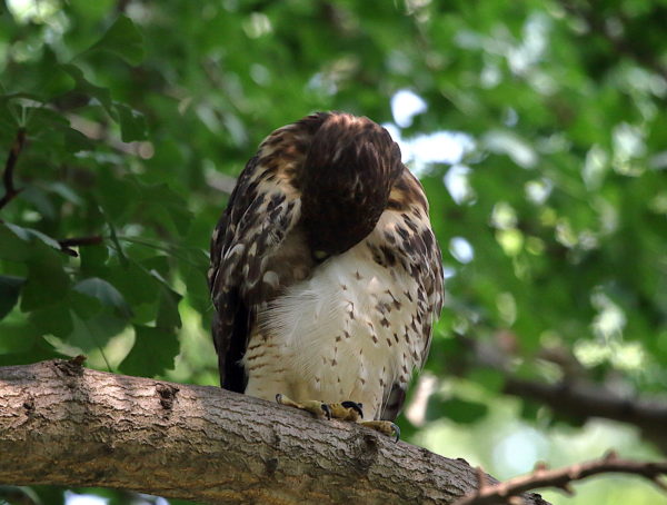 Young Red-tailed Hawk fledgling preening in tree with head buried in feathers, Washington Square Park (NYC)