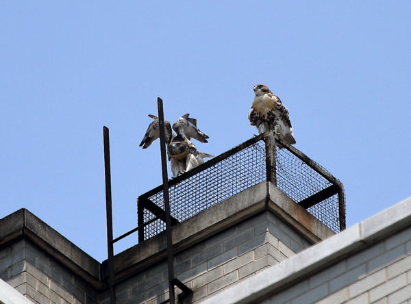 NYC Red-tailed Hawk fledgling siblings sitting together on a Two Fifth Avenue heat vent outside Washington Square Park, one stretching its wings