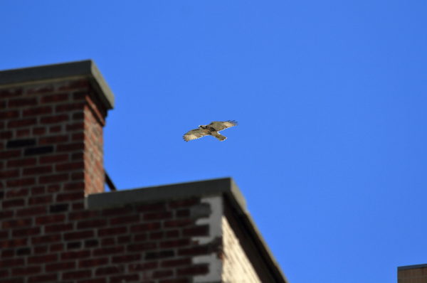 Red-tailed Hawk fledgling flying above NYU buildings, Washington Square Park (NYC)