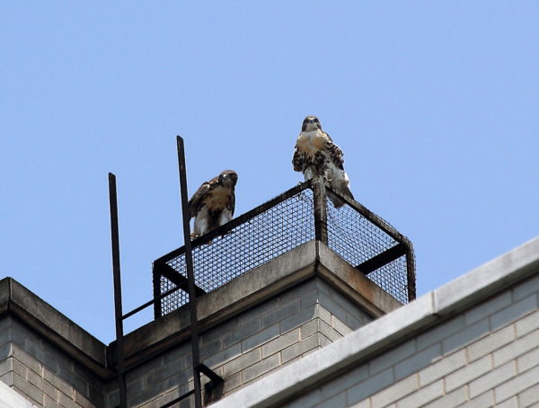 NYC Red-tailed Hawk fledgling siblings sitting together on a Two Fifth Avenue heat vent outside Washington Square Park