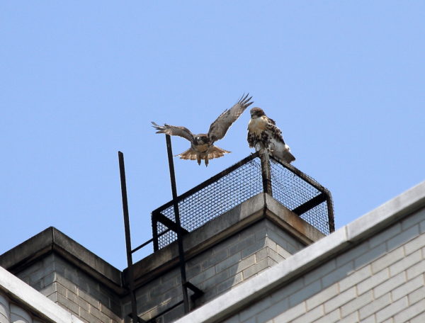 NYC Red-tailed Hawk fledgling siblings on a Two Fifth Avenue heat vent outside Washington Square Park, one flying off