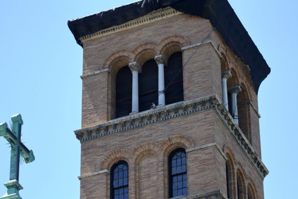 Red-tailed Hawk fledgling sitting on Judson Memorial Church tower, Washington Square Park (NYC)