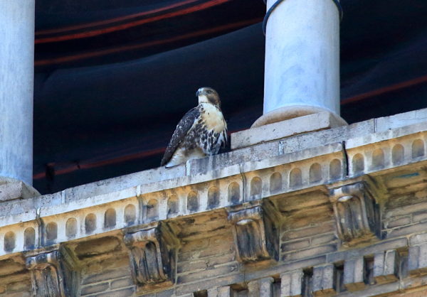 Red-tailed Hawk fledgling sitting on NYU tower, Washington Square Park (NYC)