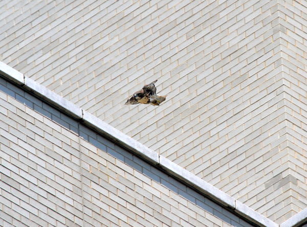NYC Red-tailed Hawk fledgling flying quickly past the Two Fifth building outside Washington Square Park
