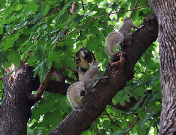 Young Red-tailed Hawk fledgling looking at squirrels surrounding it, Washington Square Park (NYC)