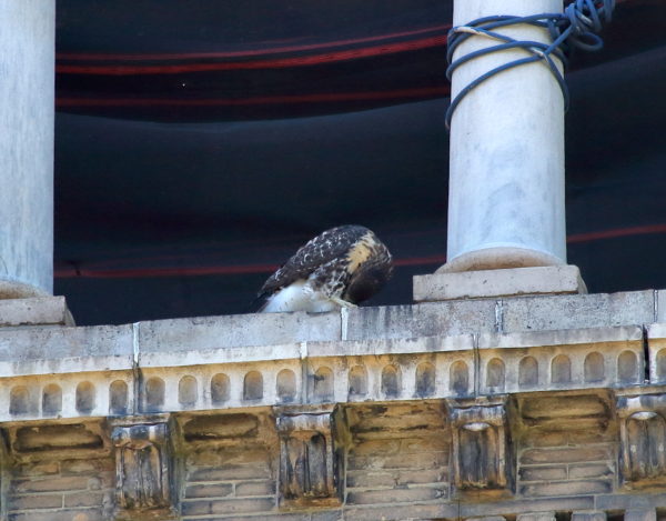 Red-tailed Hawk fledgling preening on NYU tower, Washington Square Park (NYC)