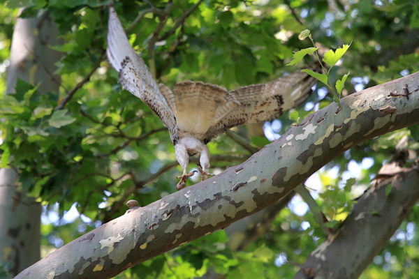 NYC Red-tailed Hawk fledgling leaping off Washington Square Park tree
