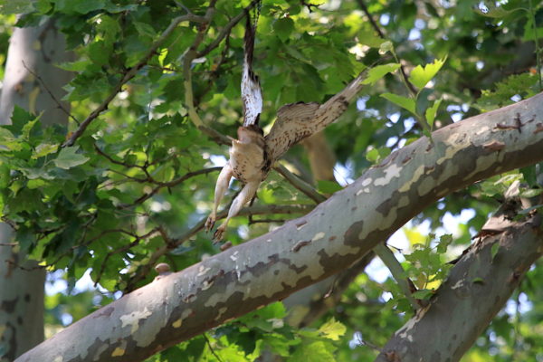 NYC Red-tailed Hawk fledgling flying off Washington Square Park tree