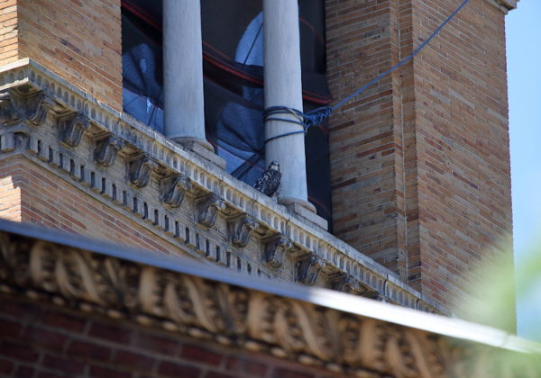 Red-tailed Hawk fledgling sitting on distant NYU tower, Washington Square Park (NYC)