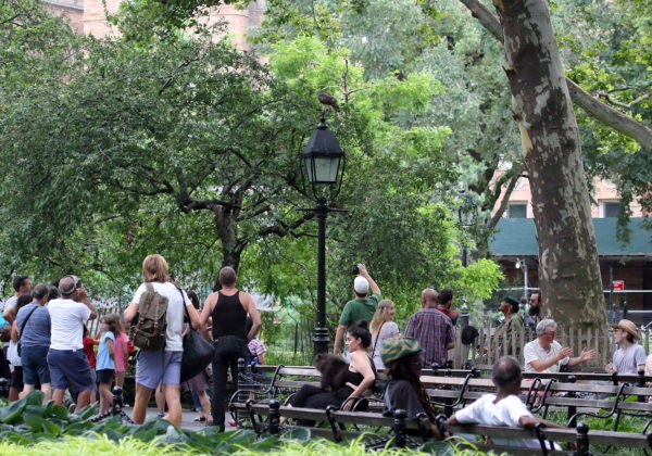 NYC Red-tailed Hawk fledgling sitting on Washington Square Park light pole with crowd below