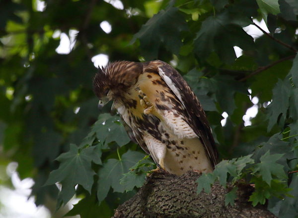 Young Red-tailed Hawk fledgling in tree scratching its face, Washington Square Park (NYC)