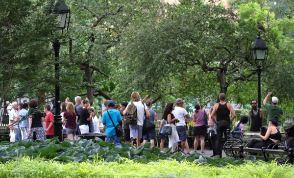 NYC Red-tailed Hawk fledgling sitting on Washington Square Park light pole with crowd below