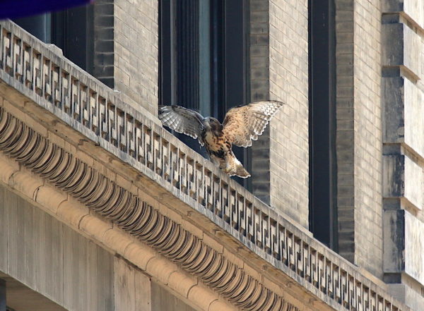 Young Red-tailed Hawk running on NYU building, Washington Square Park (NYC)