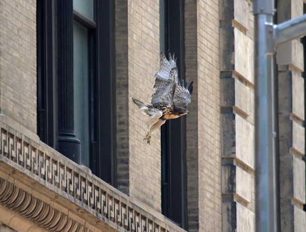 Young Red-tailed Hawk leaping off NYU building, Washington Square Park (NYC)