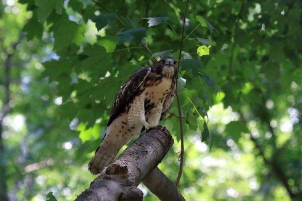 NYC Red-tailed Hawk fledgling sitting on Washington Square Park tree branch, looking in the distance