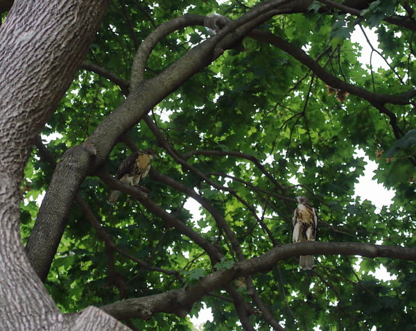 Two young Red-tailed Hawk fledglings in tree, Washington Square Park (NYC)