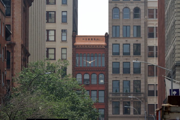 Young Red-tailed Hawk fledgling flying to Broadway buildings (NYC)