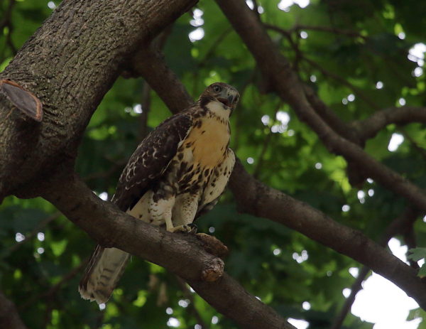 Young Red-tailed Hawk fledgling in tree mouth open, Washington Square Park (NYC)