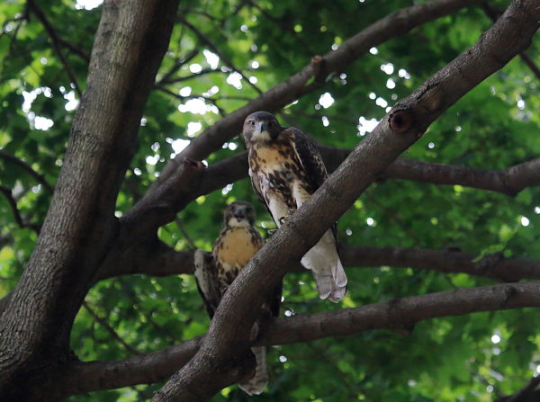 Two young Red-tailed Hawk fledglings sitting in tree together, Washington Square Park (NYC)