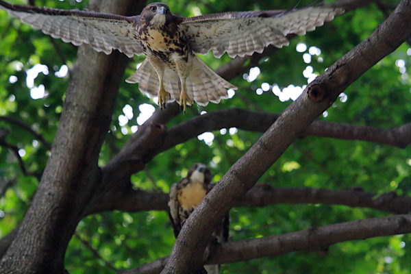 Young Red-tailed Hawk fledgling flying away from sibling in tree, Washington Square Park (NYC)