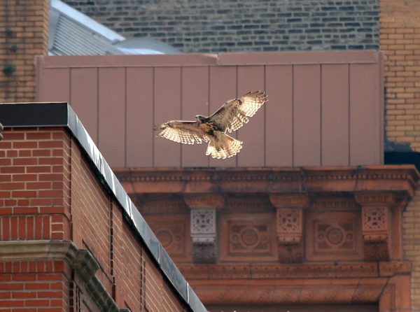 Young Red-tailed Hawk fledgling landing on NYU building, Washington Square Park (NYC)