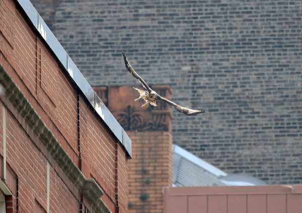 Young Red-tailed Hawk flying off NYU building, Washington Square Park (NYC)