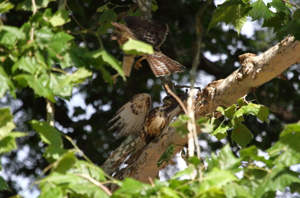 NYC Red-tailed Hawk fledgling flying past sibling in Washington Square Park