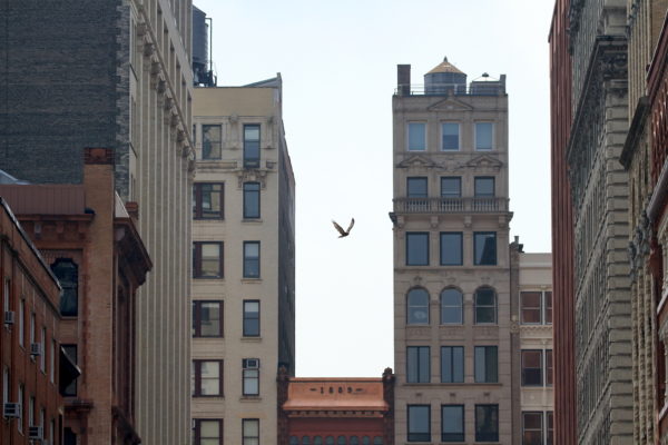 Young Red-tailed Hawk fledgling flying with NYU and city buildings all around, Washington Square Park (NYC)