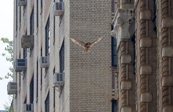 Young Red-tailed Hawk flying past NYU buildings, Washington Square Park (NYC)