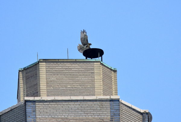 NYC Red-tailed Hawk cam fledgling flying to the top of One Fifth Avenue, Washington Square Park