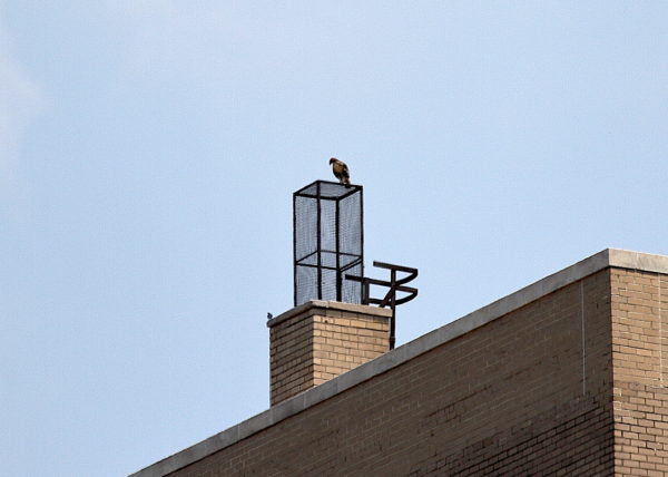 NYC Red-tailed Hawk cam fledgling sitting on building heat vent with small bird sitting below it