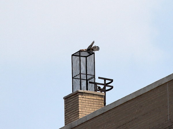 NYC Red-tailed Hawk cam fledgling sitting on building heat vent charging a small bird sitting below it
