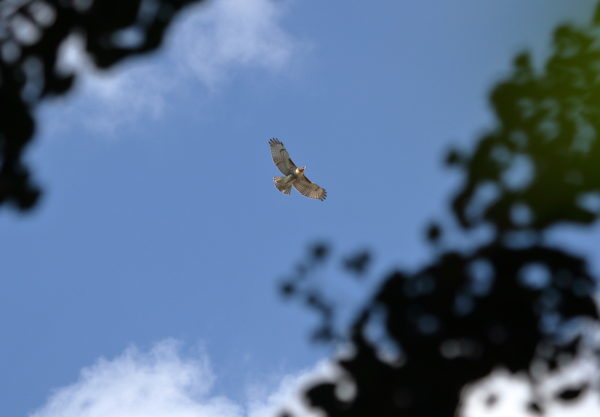 NYC Red-tailed Hawk fledgling flying above Washington Square Park trees