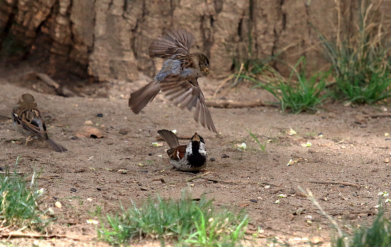 Sparrows fighting in Washington Square Park NYC