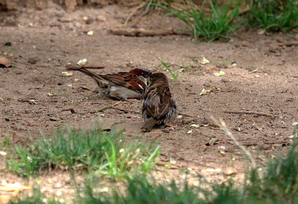Sparrows on Washington Square Park lawn