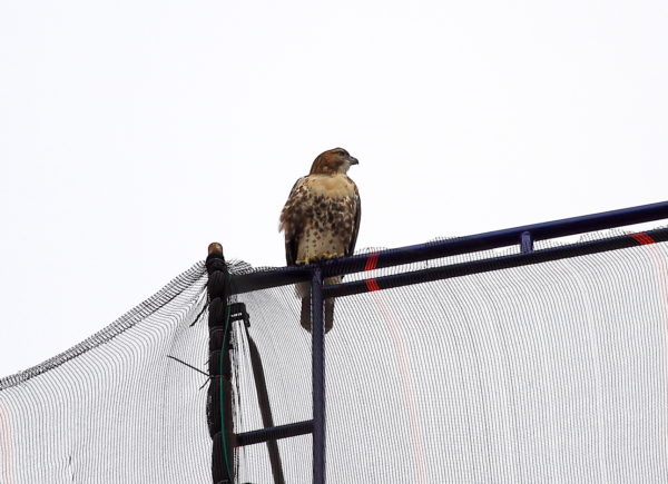 Washington Sq Park Red-tailed Hawk fledgling sitting on scaffolding