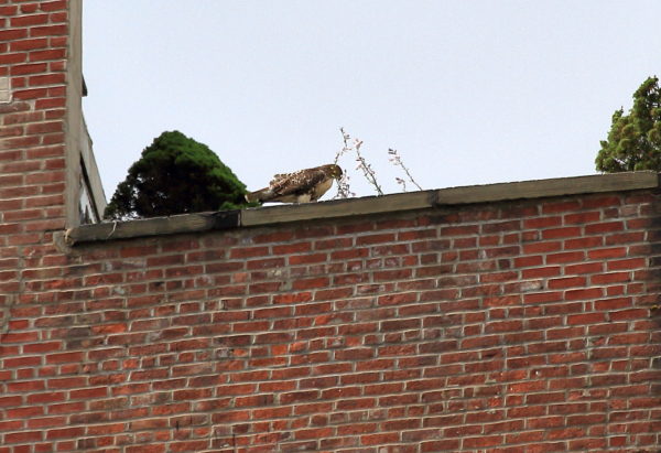 Washington Square Park Red-tailed Hawk fledgling biting flowers on NYC building