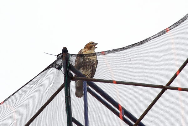 Washington Square Park Red-tailed Hawk fledgling crying on NYC scaffolding
