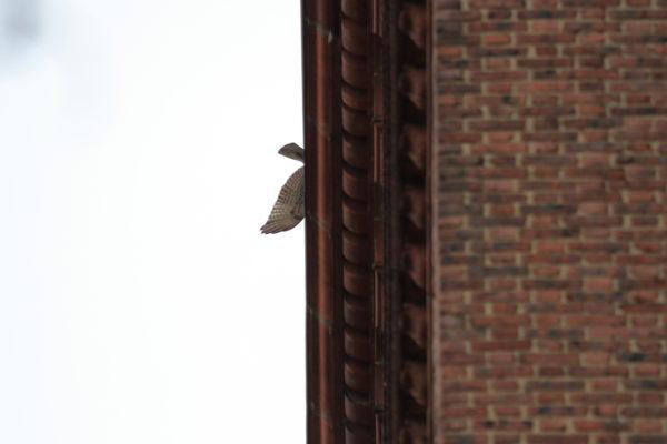 Washington Square Park Red-tailed Hawk fledgling disappearing above NYC building