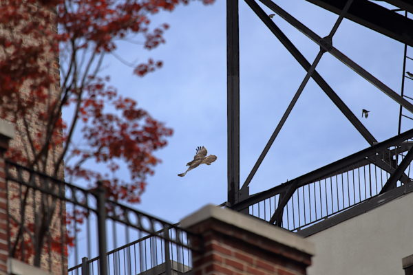 Washington Square Park Red-tailed Hawk fledgling flying over NYC buildings