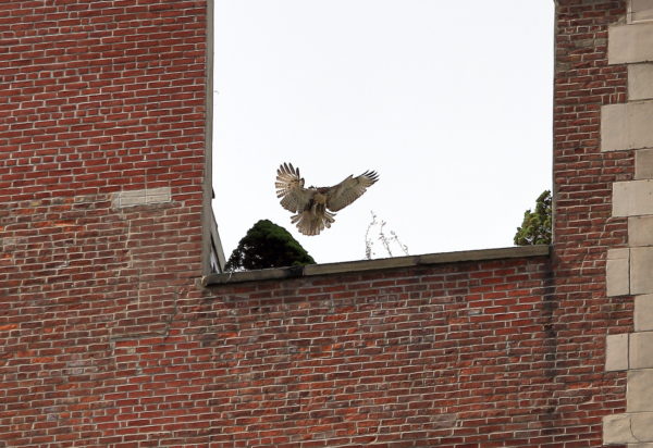 Washington Square Park Red-tailed Hawk fledgling landing on NYC building top