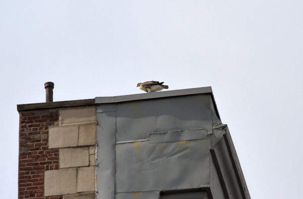 Washington Square Park Red-tailed Hawk fledgling on NYC building