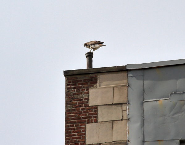 Washington Square Park Red-tailed Hawk fledgling on NYC building pipe