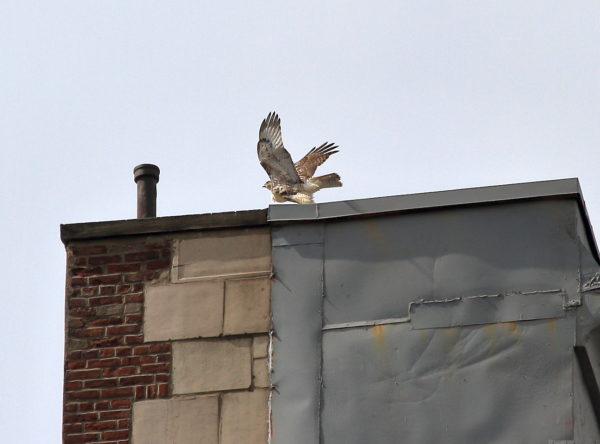 Washington Square Park Red-tailed Hawk fledgling on NYC building wings stretched