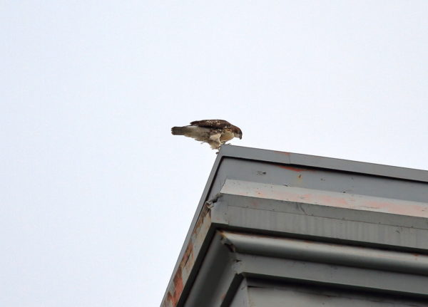 Washington Square Park Red-tailed Hawk fledgling on roof of Cardozo Law School building NYC