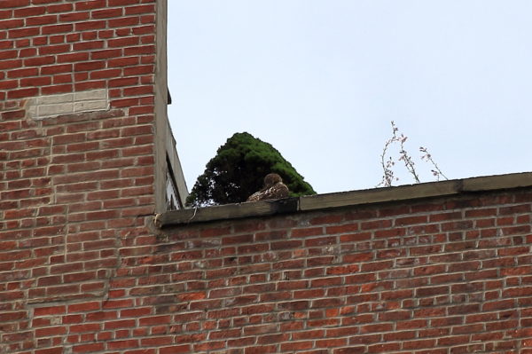 Washington Square Park Red-tailed Hawk fledgling preening on NYC building top