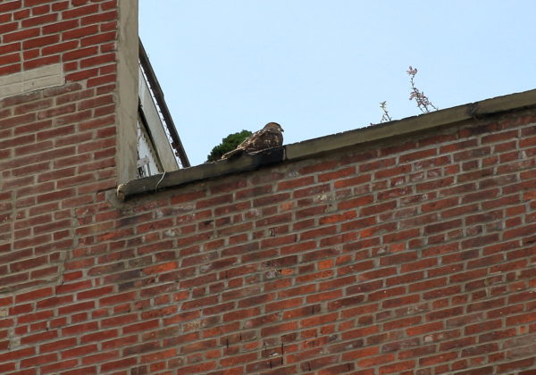 Washington Square Park Red-tailed Hawk fledgling resting on NYC building